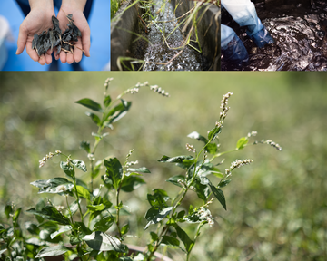 STUDIO D'ARTISAN<br>